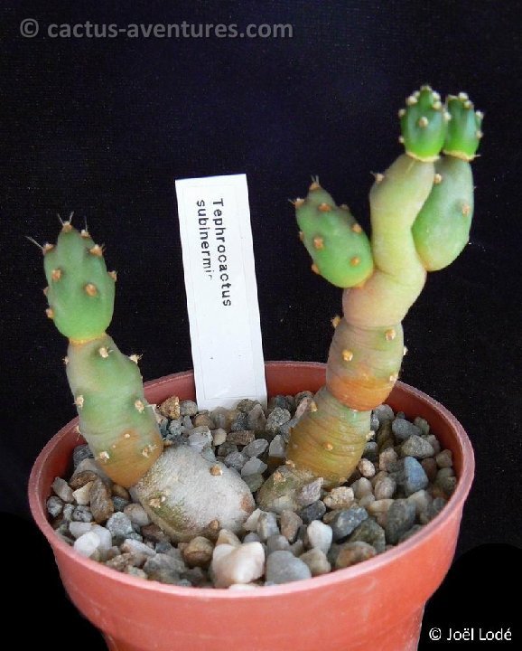 Cumulopuntia boliviana dactylifera P1210882